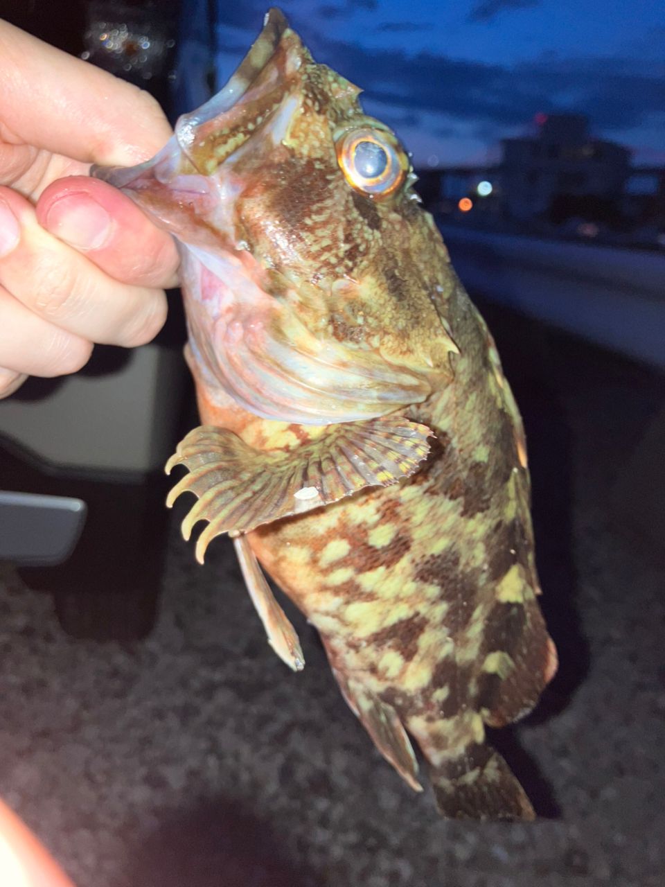 カサゴ