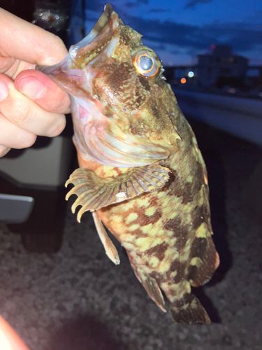 カサゴ