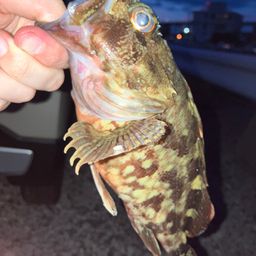 カサゴ
