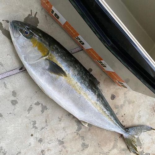 ヒラマサの釣果