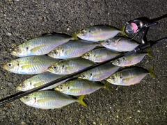 アジの釣果