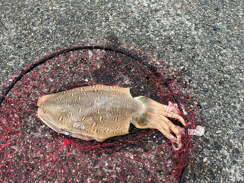 モンゴウイカの釣果