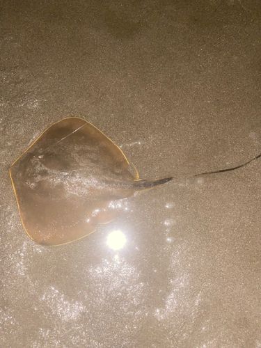 アカエイの釣果
