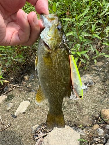 スモールマウスバスの釣果