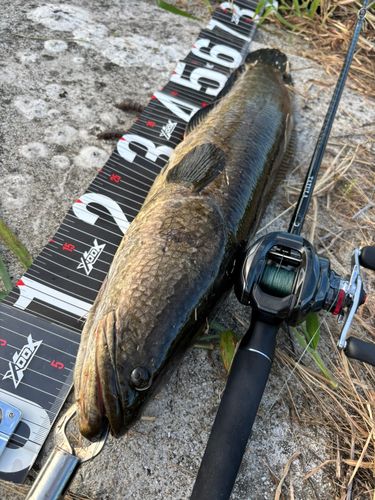 ライギョの釣果