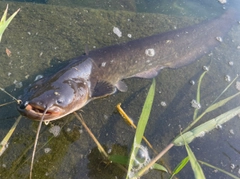 ナマズの釣果