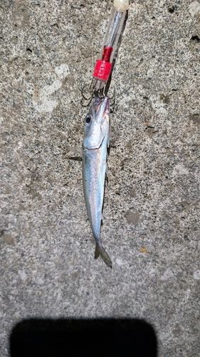 サバの釣果