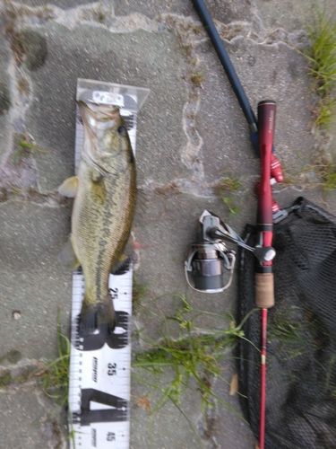 ブラックバスの釣果