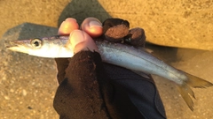 カマスの釣果
