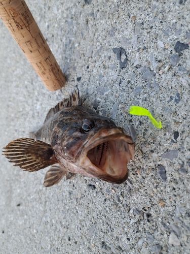 タケノコメバル