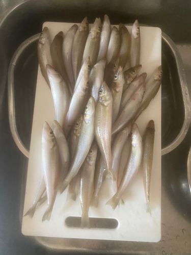 シロギスの釣果