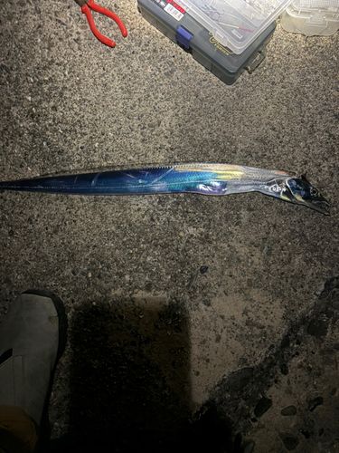 タチウオの釣果