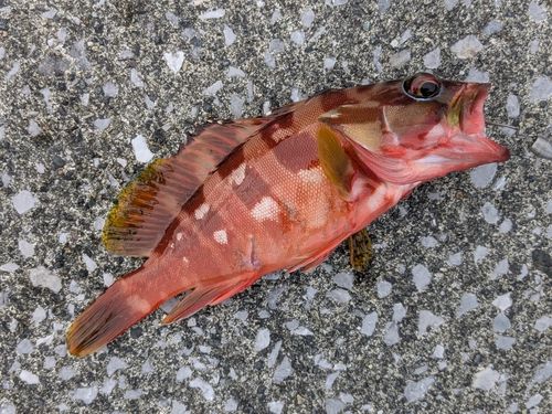 アカハタの釣果