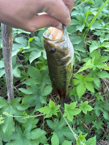 ラージマウスバスの釣果
