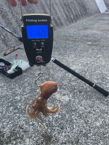 マダコの釣果