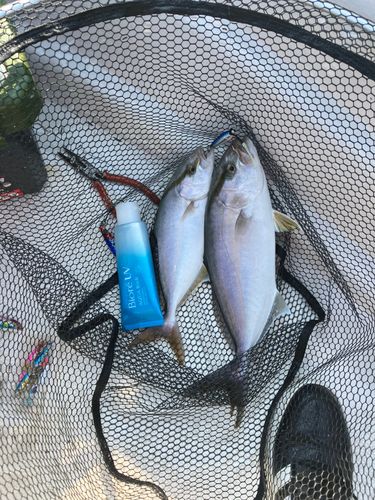 釣果