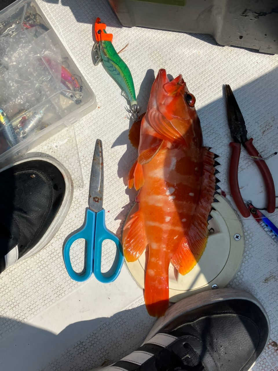 はやねこさんの釣果 2枚目の画像