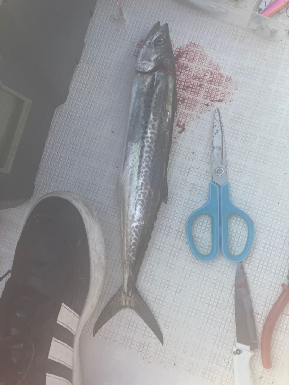 はやねこさんの釣果 3枚目の画像
