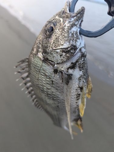 キビレの釣果