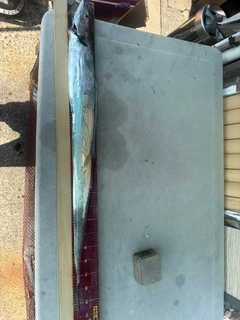 タチウオの釣果