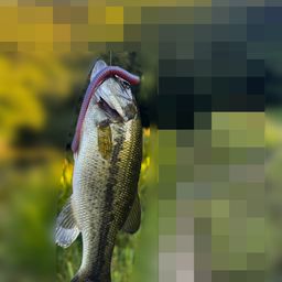 ブラックバス
