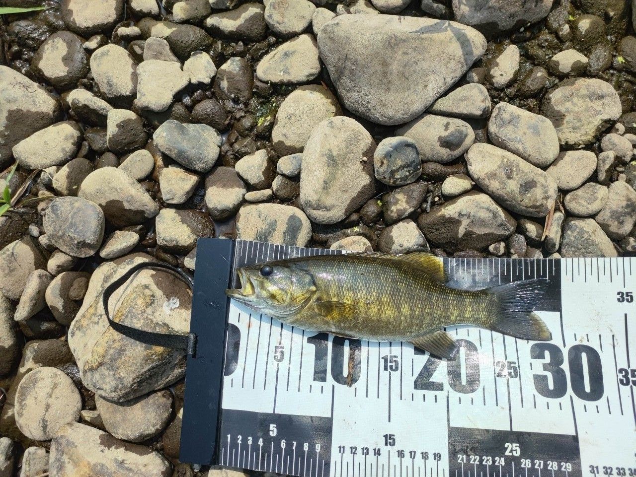 スモールマウスバス