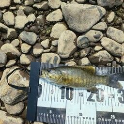 スモールマウスバス