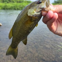 スモールマウスバス