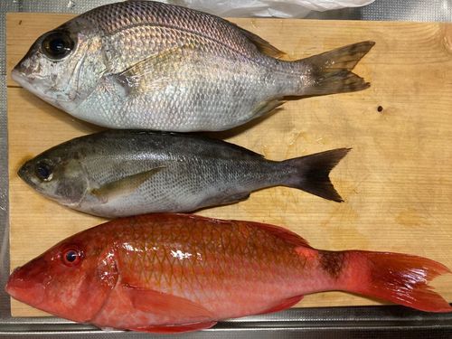 イサキの釣果