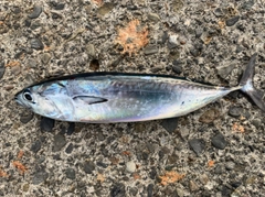 ヒラソウダの釣果
