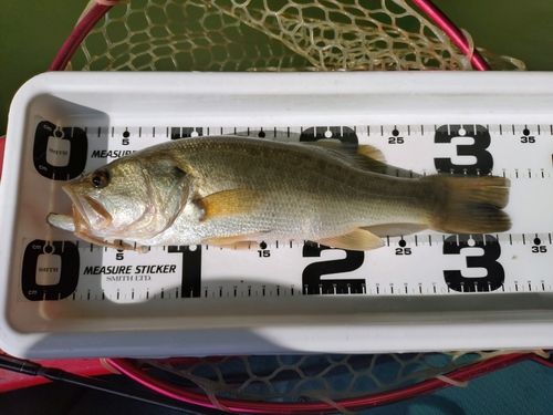 ラージマウスバスの釣果
