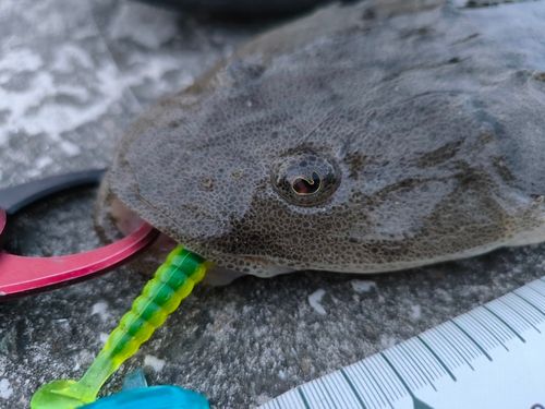 マゴチの釣果