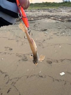 メゴチの釣果