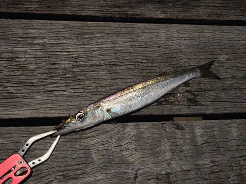 アカカマスの釣果