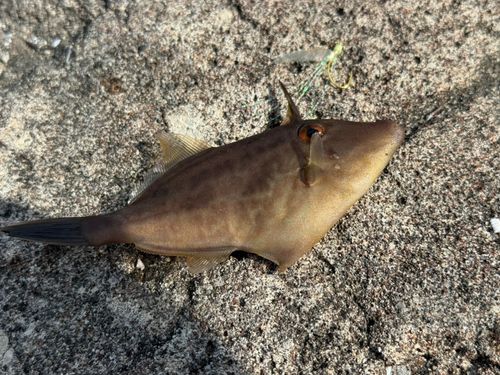 カワハギの釣果