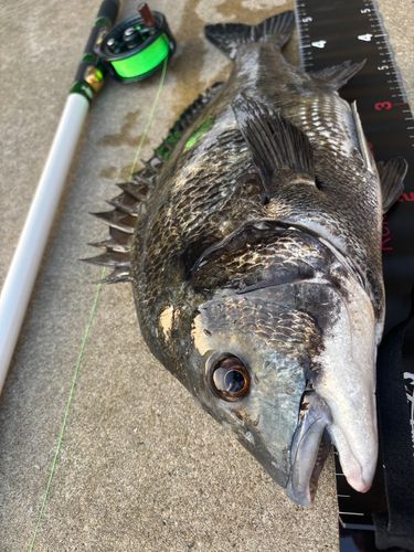 チヌの釣果