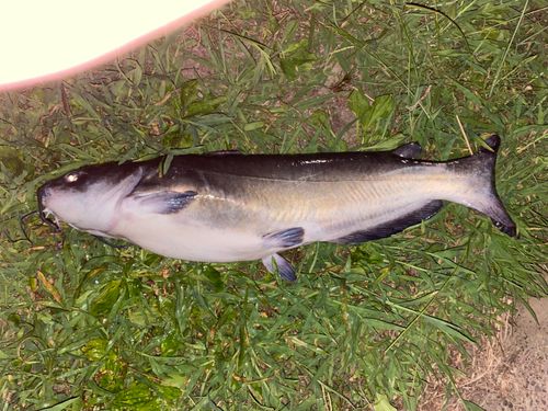 アメリカナマズの釣果