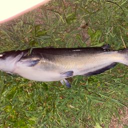 アメリカナマズ