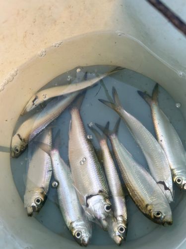 ママカリの釣果