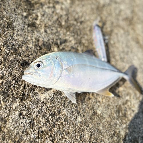メッキの釣果