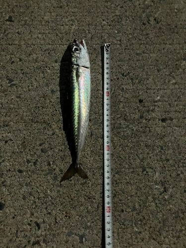 サバの釣果