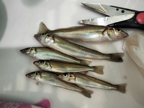 シロギスの釣果