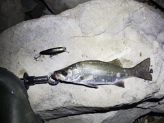 ヒラスズキの釣果