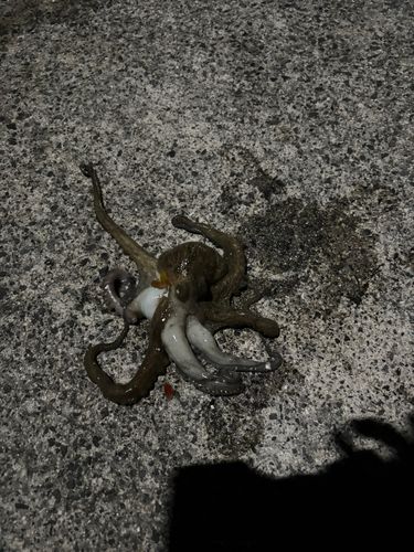 タコの釣果