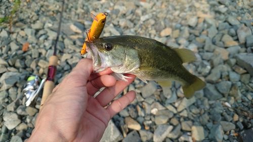ブラックバスの釣果