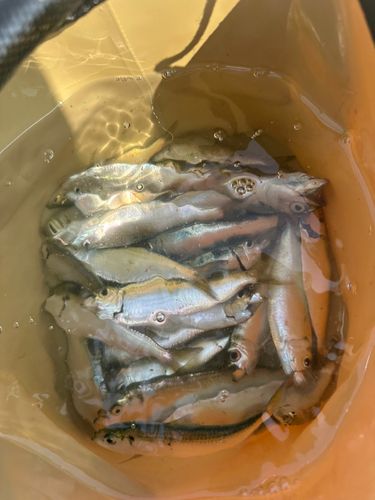 ママカリの釣果