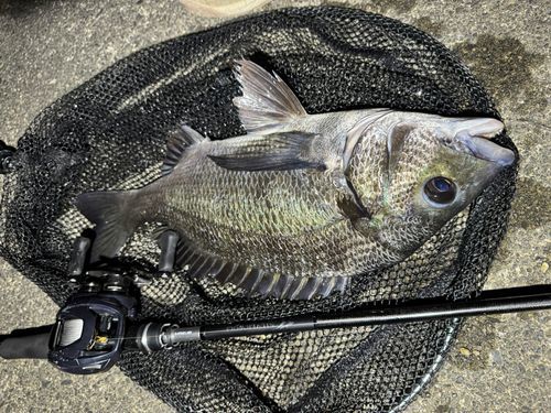 クロダイの釣果
