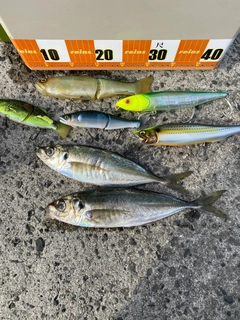 アジの釣果