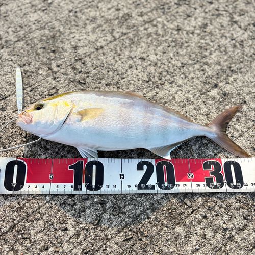 ネリゴの釣果