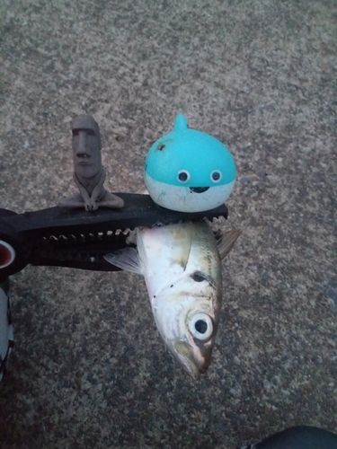 マアジの釣果